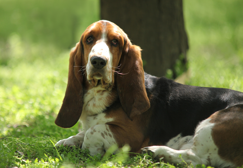 Dog