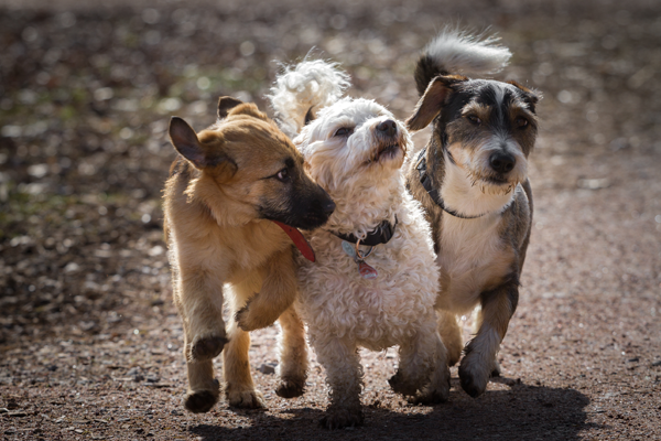 Puppies