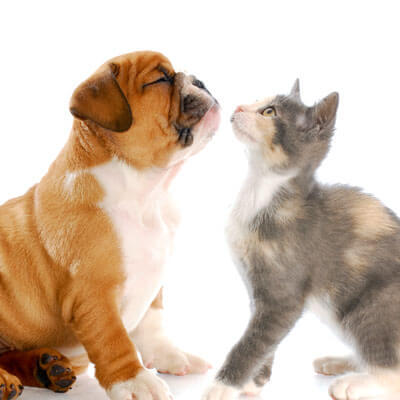 Puppy and kitten