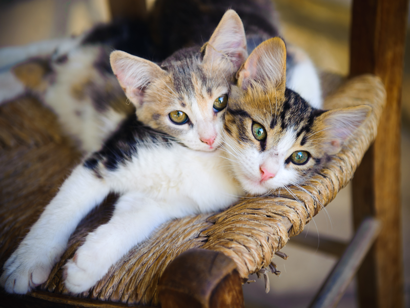 Cats