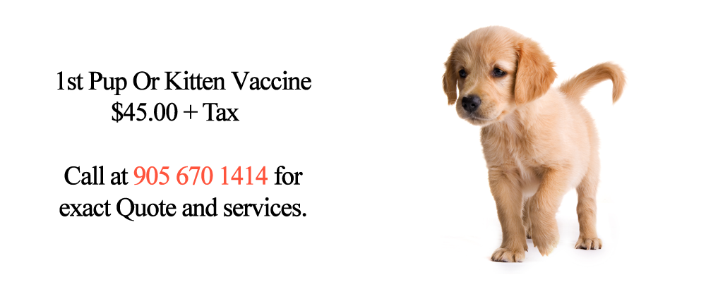 Derry Village Animal Clinic - MIssissauga, ON - Promotions - Puppy - Kitten - Vaccine