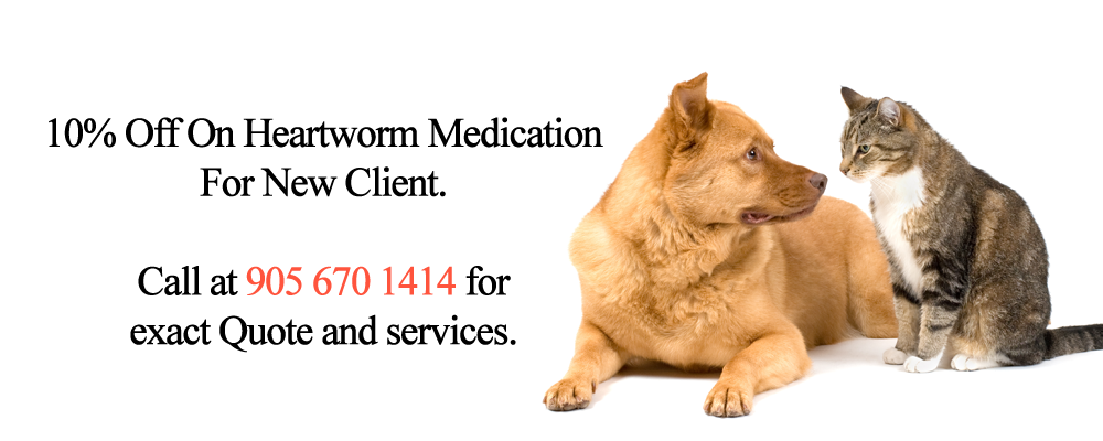 Derry Village Animal Clinic - MIssissauga, ON - Promotions - Heartworm - Medication - New Client