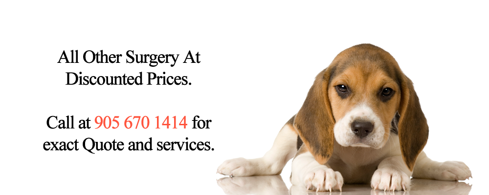 Derry Village Animal Clinic - MIssissauga, ON - Promotions - Surgery - Discounted Prices