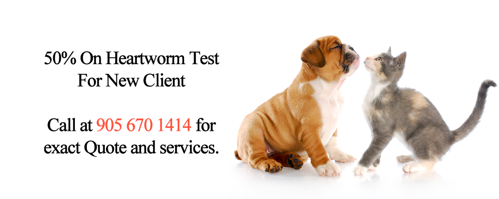 Derry Village Animal Clinic - MIssissauga, ON - Promotions - Puppy - Kitten - Heartworm