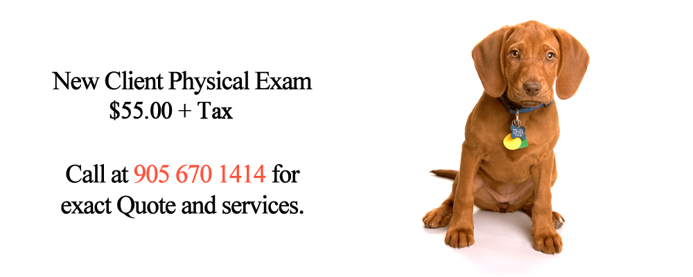 New Client Physical Exam - $55.00 + Tax